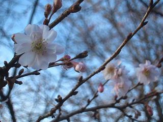 西公園の冬桜