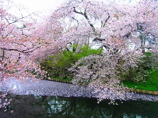 弘前城外濠の桜