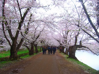 西壕端の桜のトンネル