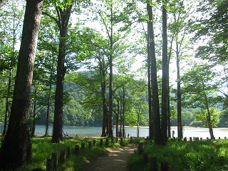 西ノ湖湖岸の森