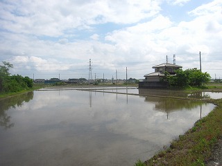 水田の風景