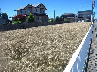 小麦が植えられた風景