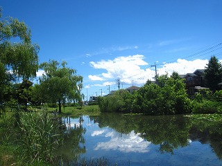 騎西総合体育館付近の沼地