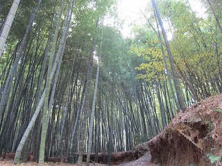 大原野神社付近の竹林