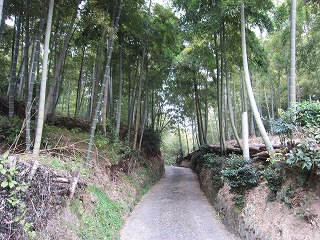 竹林の間を進む道