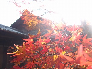 西明寺の紅葉