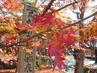 永観堂門前の紅葉