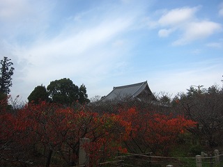 仁和寺・御室桜と観音堂