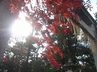 敷地神社・鳥居と紅葉