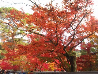 禅林寺・境内外から望む紅葉