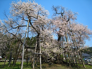 伊佐沢の久保桜
