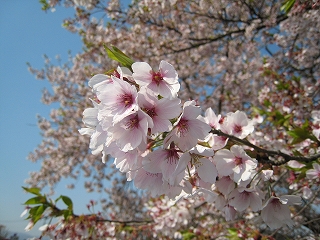 最上川堤防の桜