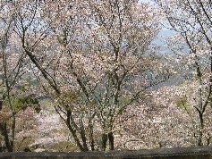 上千本桜