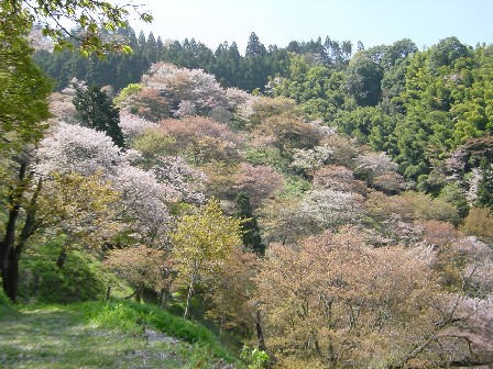 中千本桜
