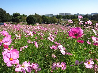 国営昭和記念公園・コスモスに溢れる風景