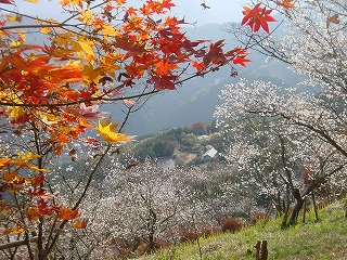 桜山公園、冬桜と紅葉の見える風景