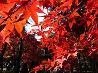 平林寺境内林の紅葉の風景