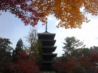 仁和寺の紅葉と五重塔