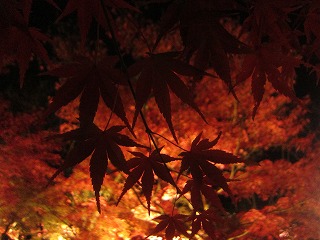永観堂、紅葉のライトアップの風景