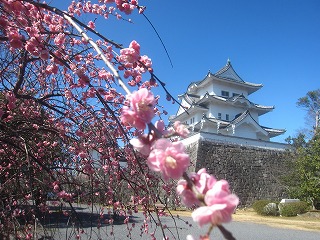 伊賀上野城と枝垂梅の風景