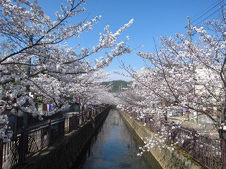 八瀬川の桜の風景