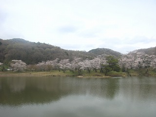 菅塩沼の桜の咲く風景