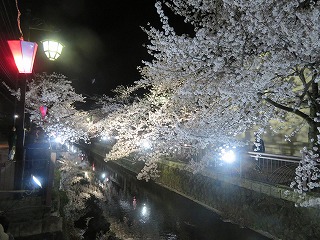 八瀬川の桜、ライトアップされた風景