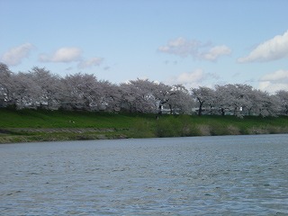 一目千本桜、水上から望む風景