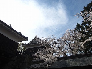 上田城跡公園、桜の咲く風景