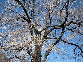 おまき桜、満開の風景