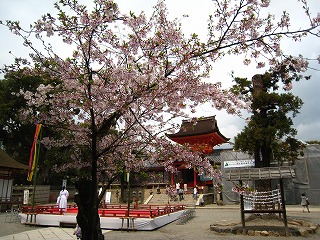 石清水八幡宮、桜の風景