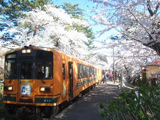 津軽鉄道・芦野公園駅の桜