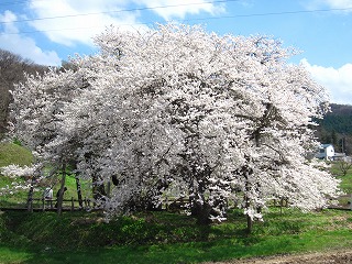 石部桜、満開の風景