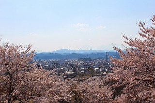 長峰公園、桜越しに矢板市街地を望む風景