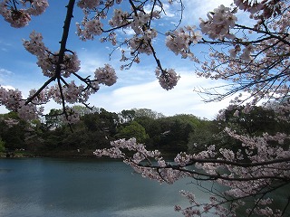 三ツ池公園の桜の風景