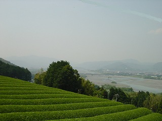 牧ノ原台地の茶畑と大井川を望む風景