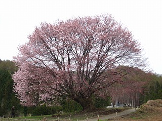 針山の天王桜の風景