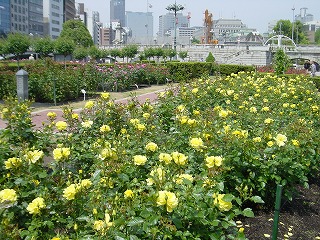 大阪・中之島公園、バラの風景