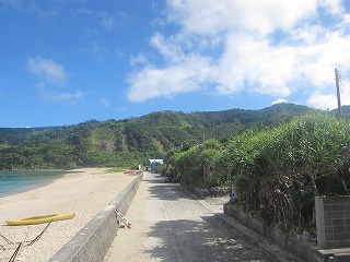 海岸付近のアダン