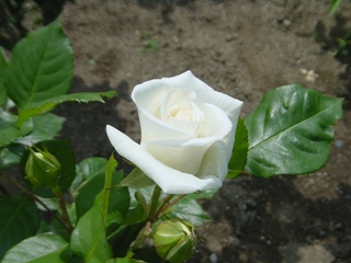 OsE~