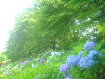 ̎z