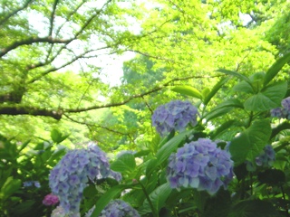 ̎z