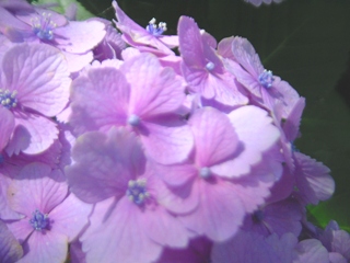 ̎z
