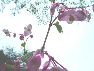 oӂꂠ̐XEVEJChE