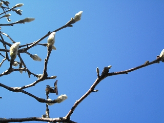 lRiM