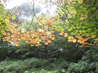 쑐