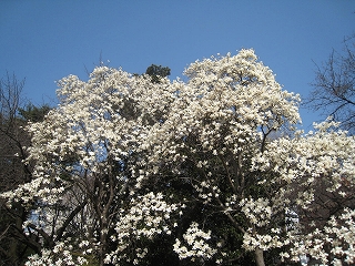 Vh䉑