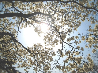 Vh䉑