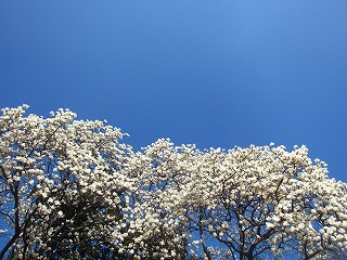 Vh䉑