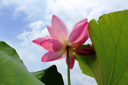 愛西市・ハスの花